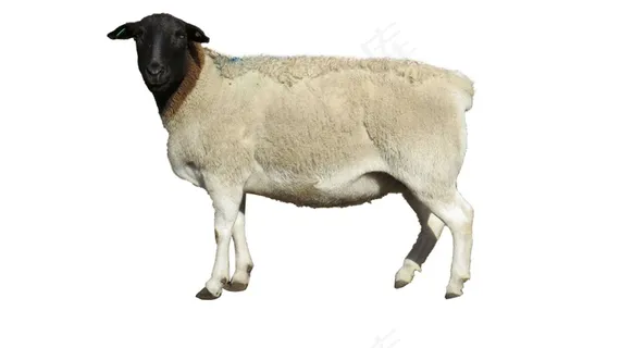 羊免抠素材PSD分层 