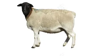 羊免抠素材PSD分层 