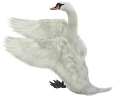 免抠png图片ps素材天鹅