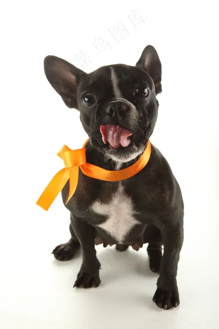 法国斗牛犬图片
