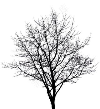 枯树