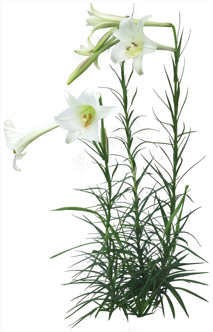 高清免抠植物百合psd模版下载