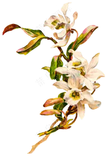 油画手绘图案油画背景油画花免抠pn...