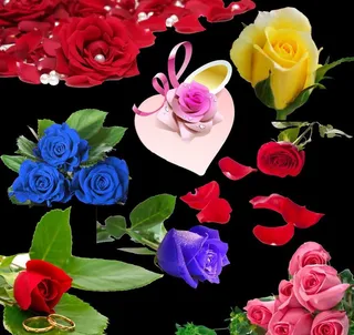 玫瑰图片