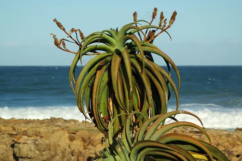 海边绿植图片 海边绿植图片