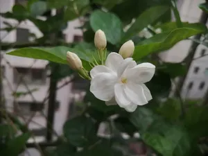 雨中茉莉