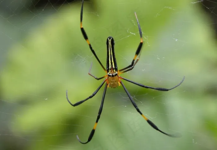 蜘蛛其实不是昆虫图片