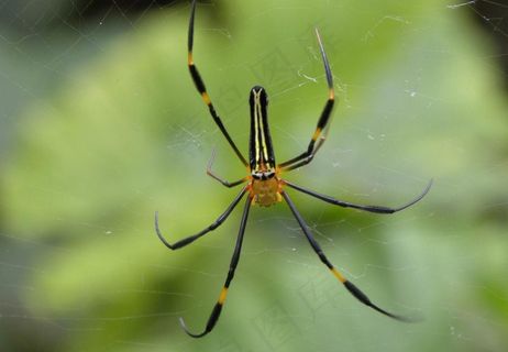 蜘蛛其实不是昆虫图片