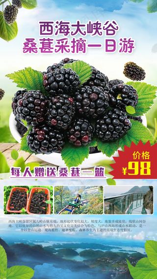 庐山西海大峡谷，桑葚采摘海报素材