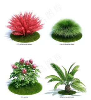 绿色植物 绿色植物