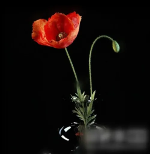 三维模型家花卉装饰