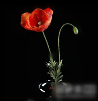 三维模型家花卉装饰