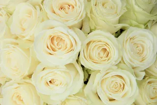 白玫瑰背景图片