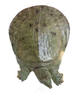 甲鱼免抠素材PSD分层