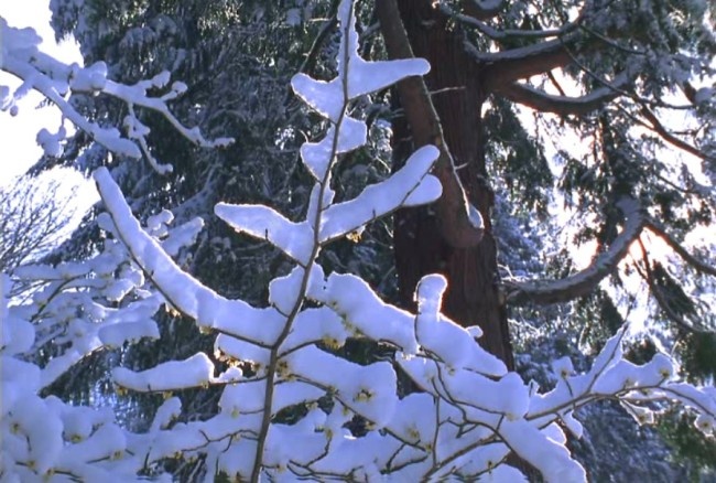 白雪森林视频素材素材下载