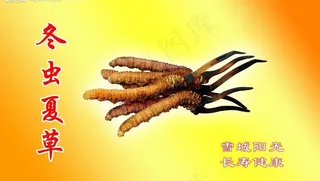 冬虫夏草图片