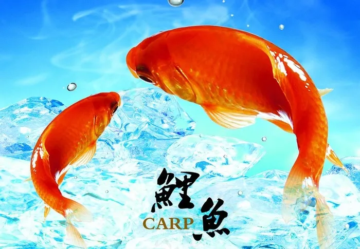 鲤鱼图片psd模版下载