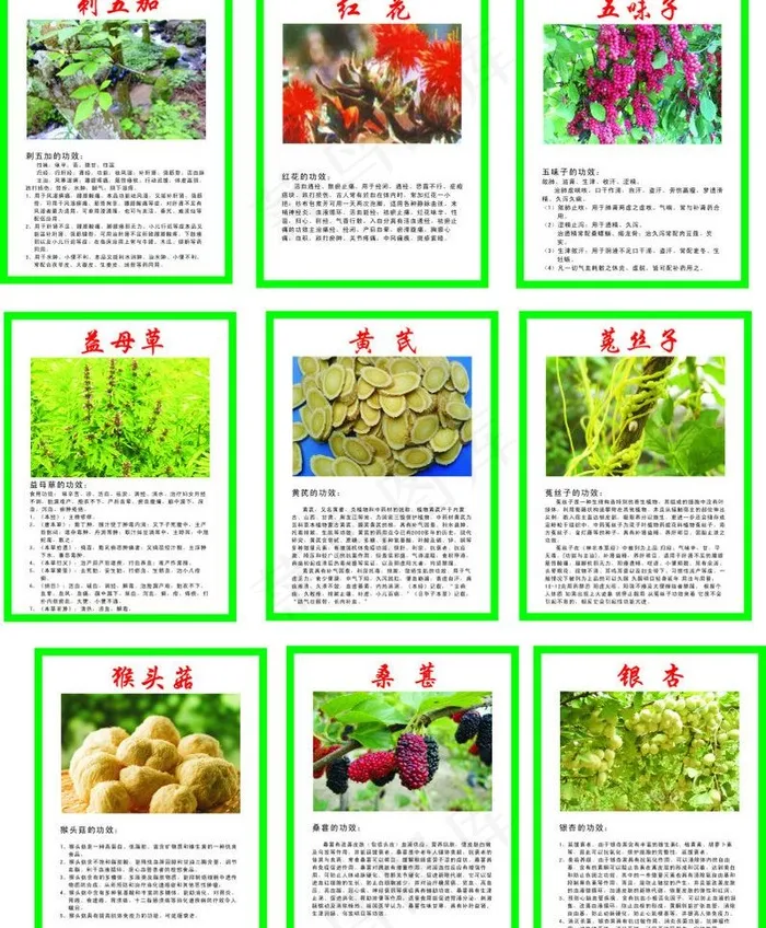 中草药 功效图片cdr矢量模版下载