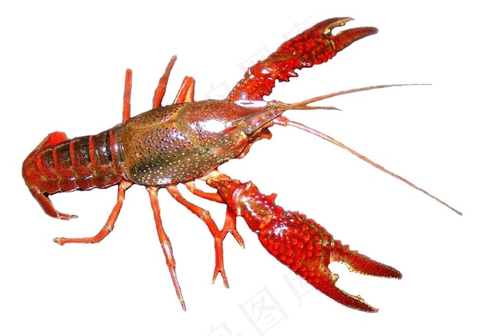 龙虾图片