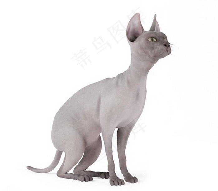 猫 猫咪 动物图片