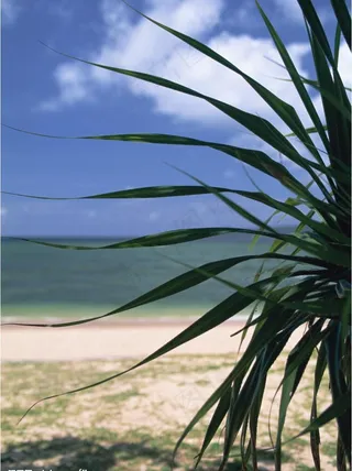 海边植物图片