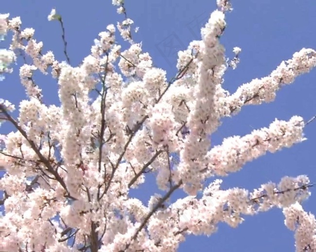 几朵桃花素材下载