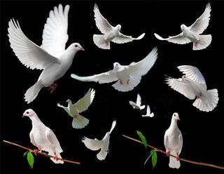 鸽子 白鸽 和平鸽