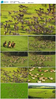 航拍内蒙古草原马群奔跑视频素材