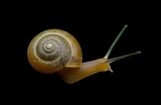 蜗牛免抠素材PSD分层