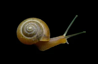 蜗牛免抠素材PSD分层