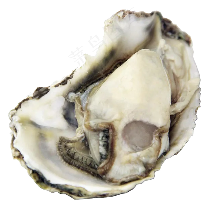 实物生蚝海鲜烧烤png图片素材psd模版下载