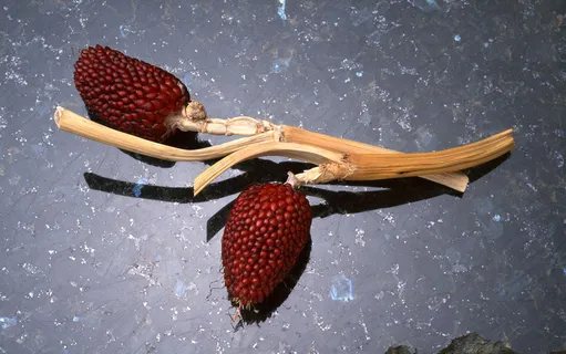 精美羽毛与海星高清图片