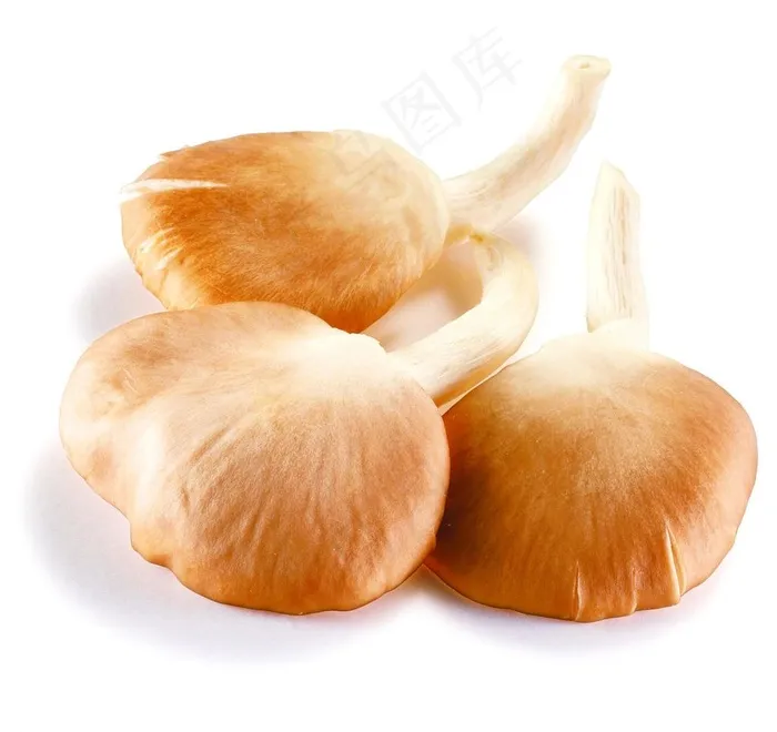 秀珍菇图片
