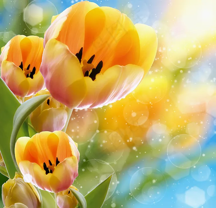 郁金香花束背景图
