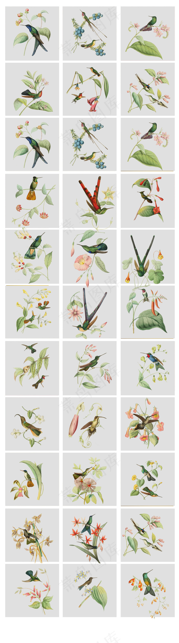 2017年高清免扣花鸟手绘设计元素