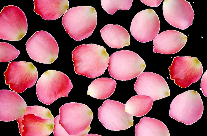 散花瓣高清图图片