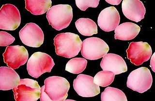 散花瓣高清图图片