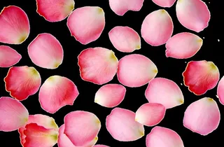 散花瓣高清图图片