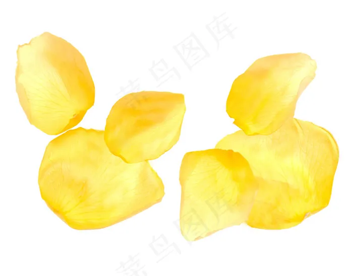 黄玫瑰花瓣psd模版下载