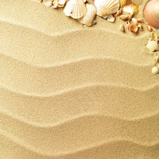 沙滩上的贝壳图片