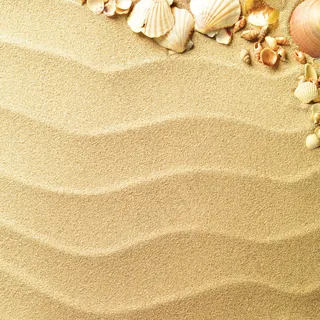 沙滩上的贝壳图片