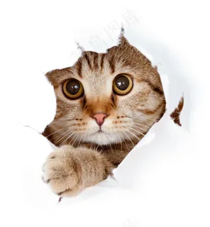 可爱猫咪图片 可爱猫咪图片