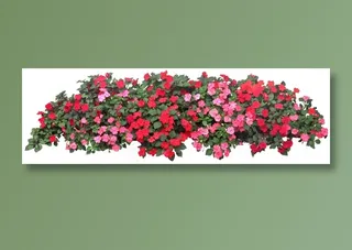 高清免抠植物洋凤仙