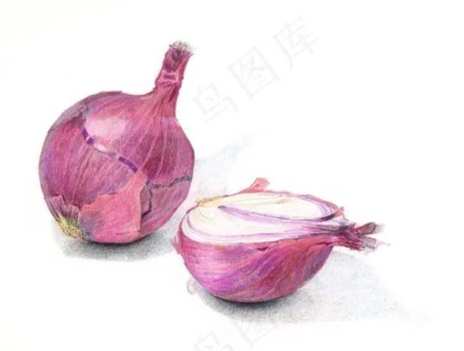 洋葱psd模版下载