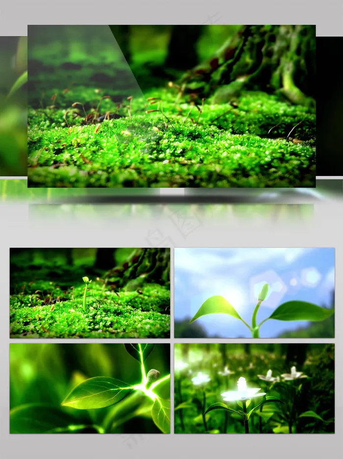 水滴树叶发芽生长向日葵视频素材