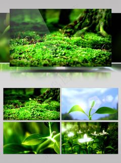 水滴树叶发芽生长向日葵视频素材