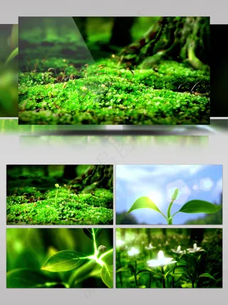 水滴树叶发芽生长向日葵视频素材