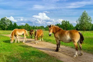 野外吃草的马图片