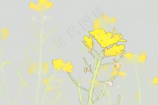 油菜花图片