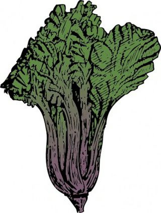 瑞士甜菜剪贴画